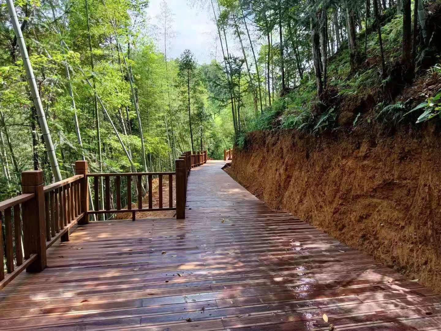 灵芝种植园_商丘灵芝种植致富_河南灵芝种植基地