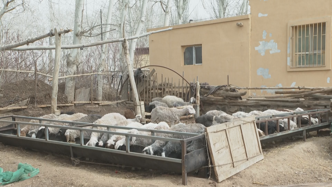 楼顶养殖什么赚钱又干净_楼顶养殖赚钱_家庭楼顶养殖致富