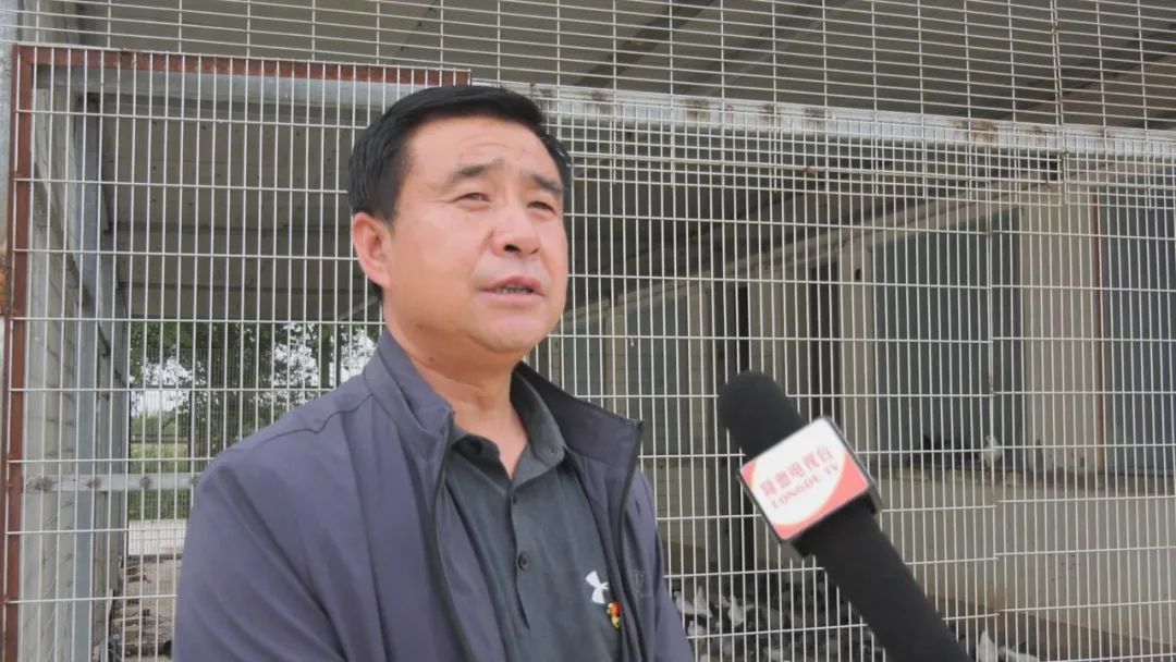 致富鸽子养殖小视频_致富鸽子养殖小鸡视频_小鸽子养殖致富
