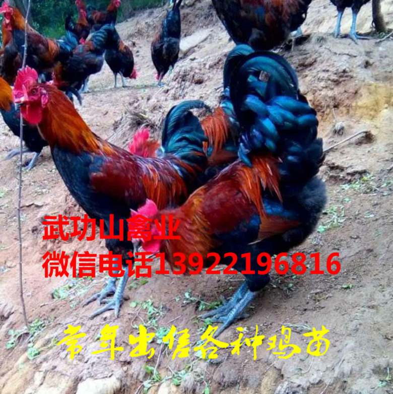 沙坡头母鸡苗-沙坡头阉鸡苗厂家供应