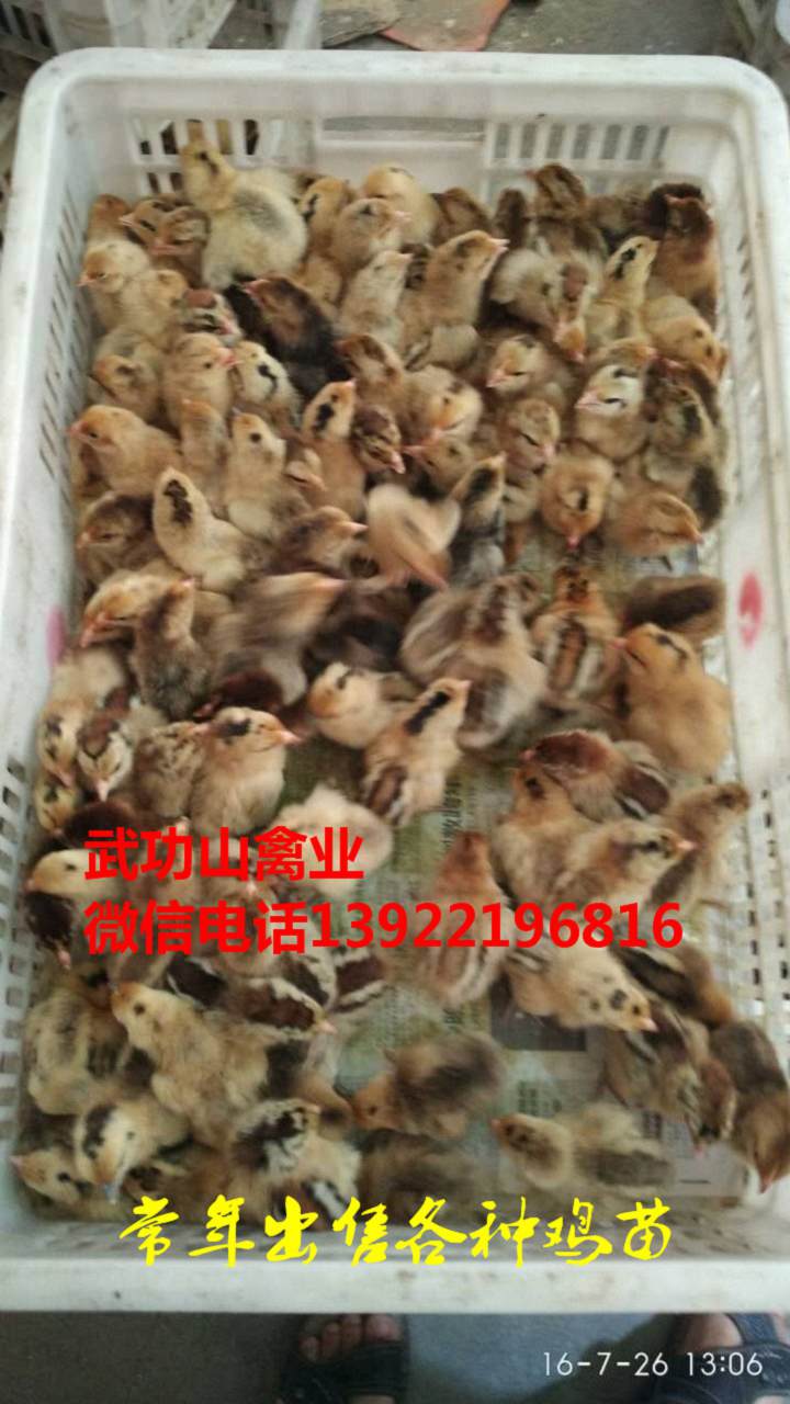 沙坡头母鸡苗-沙坡头阉鸡苗厂家供应