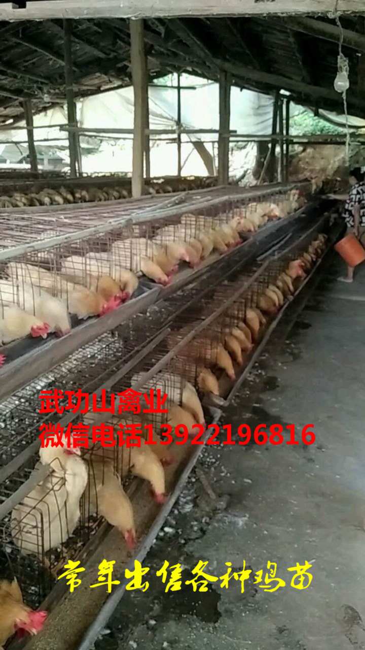 沙坡头母鸡苗-沙坡头阉鸡苗厂家供应