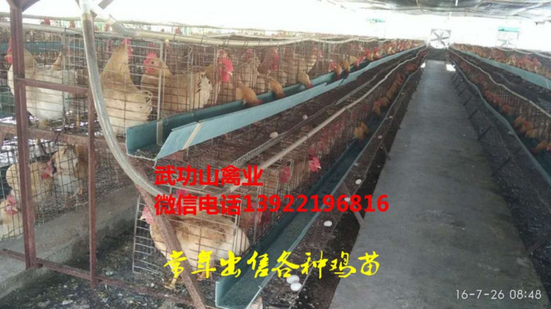 沙坡头母鸡苗-沙坡头阉鸡苗厂家供应