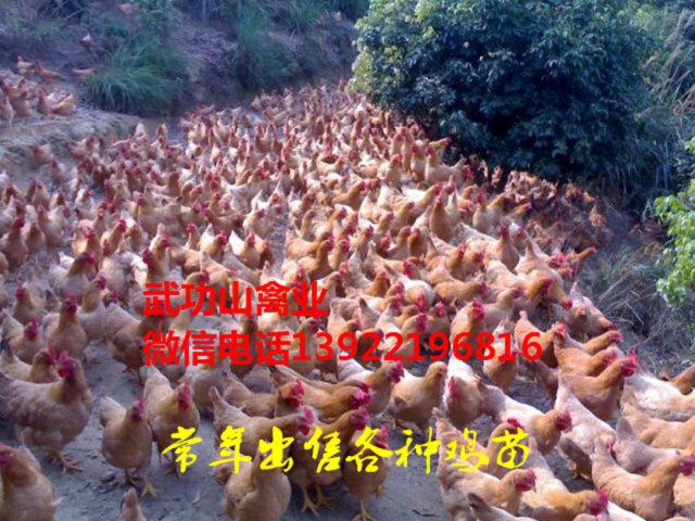沙坡头母鸡苗-沙坡头阉鸡苗厂家供应