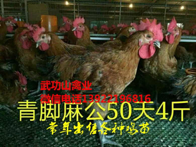 沙坡头母鸡苗-沙坡头阉鸡苗厂家供应