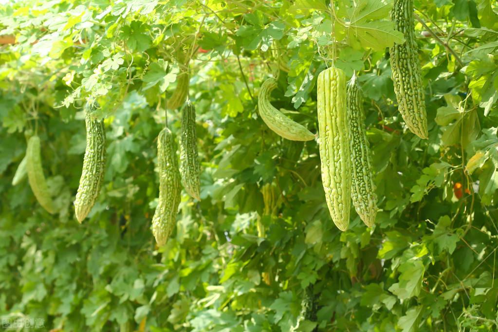 苦瓜种植法_科学苦瓜种植技术与管理_苦瓜科学种植技术