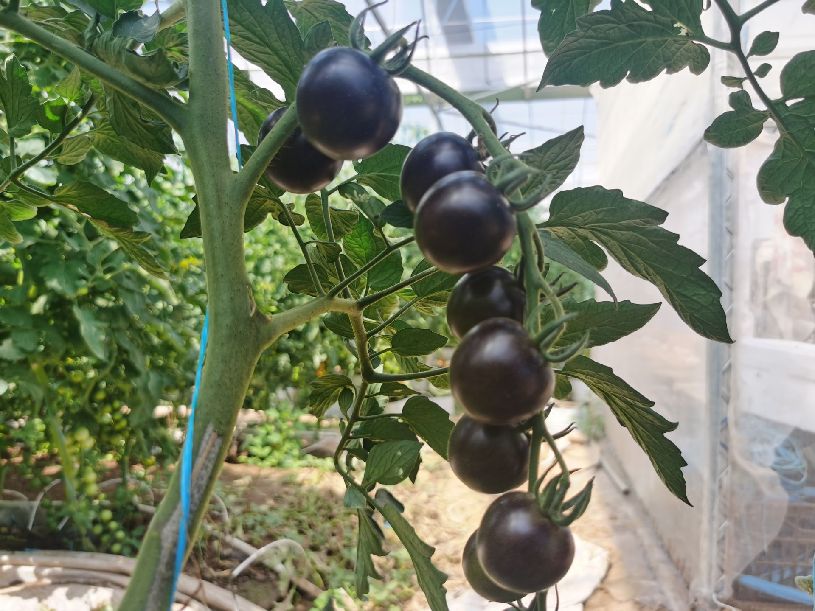 西红柿致富路_西红柿致富种植技术_西红柿种植高产技术