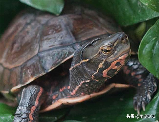 斑点龟养殖技术_龟斑点养殖技术方法_斑点龟的养殖