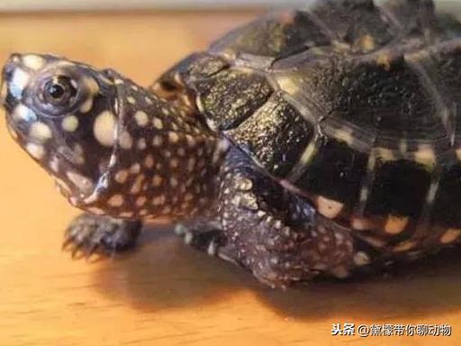 斑点龟的养殖_龟斑点养殖技术视频_斑点龟养殖技术