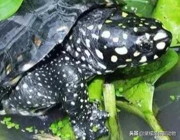 斑点龟养殖技术_龟斑点养殖技术视频_斑点龟的养殖