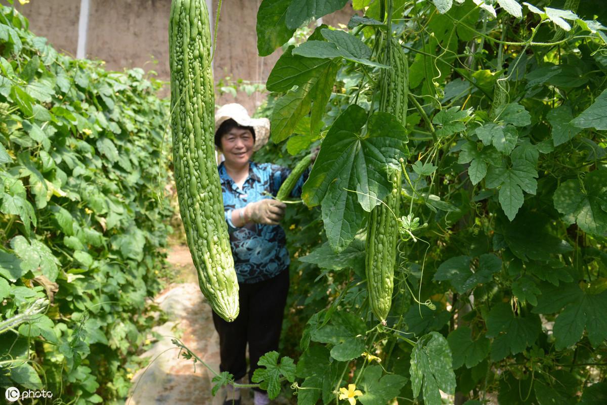 苦瓜科学种植技术_苦瓜种植法_科学苦瓜种植技术视频