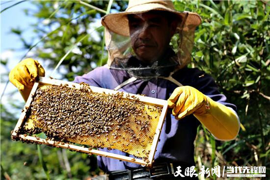一只小蜜蜂的致富经