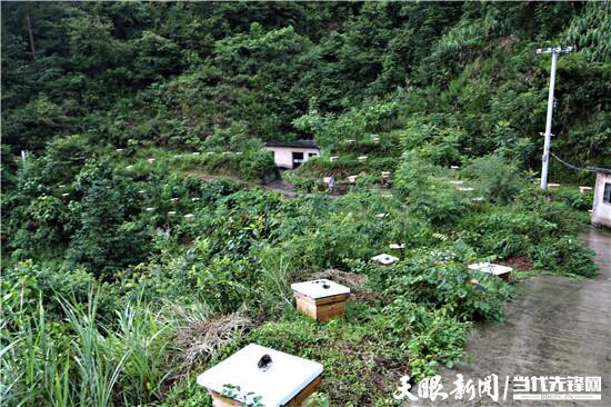 致富经蜜蜂养殖_养殖蜂蜜视频百度_致富经养密蜂视频