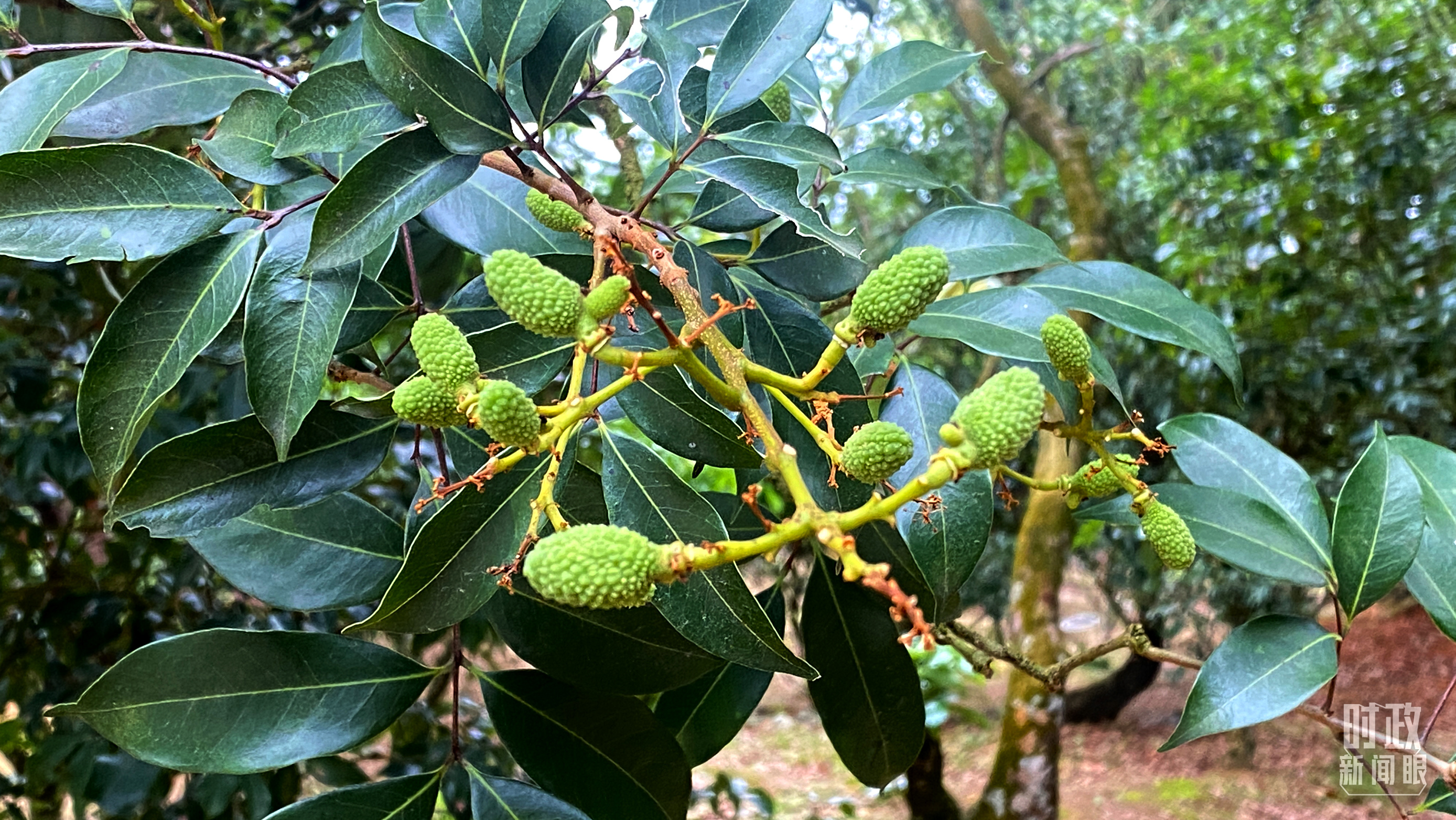 株洲种植致富_湖南株洲蔬菜种植基地哪里多_株洲主要的农作物是什么