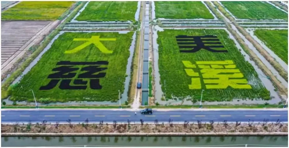 种植杨梅前景如何_杨梅种植致富新闻_新闻致富种植杨梅视频