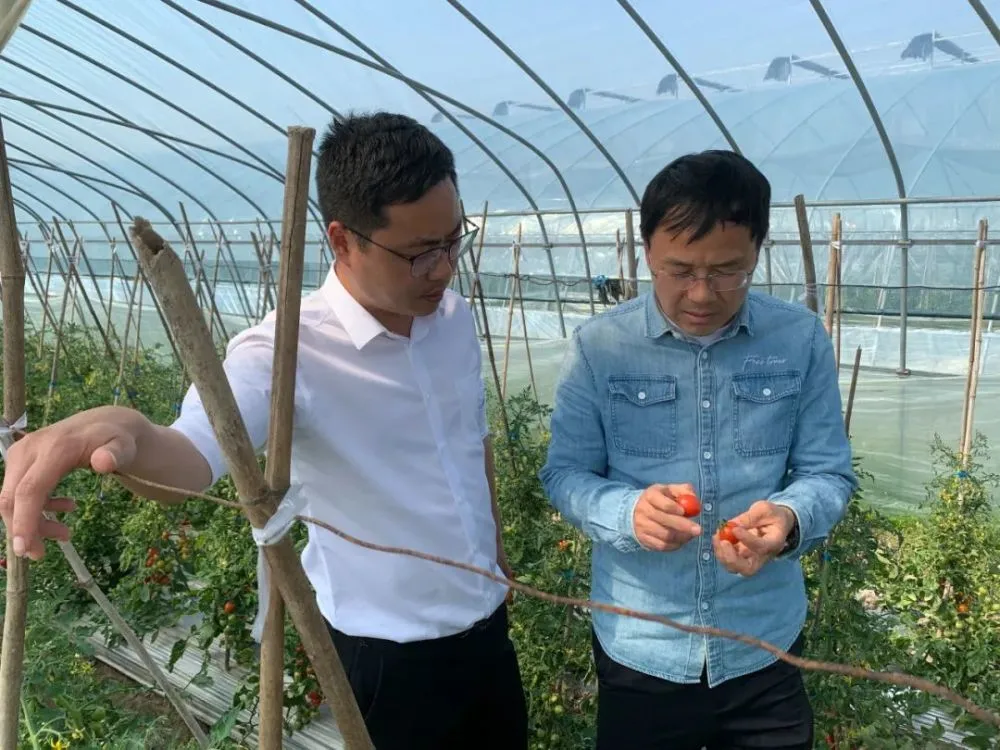 新闻致富种植杨梅视频_种植杨梅前景如何_杨梅种植致富新闻