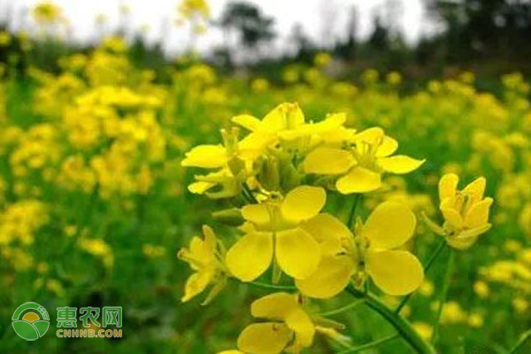 油菜播种时间是什么时候？种植技术有哪些？-图片版权归惠农网所有