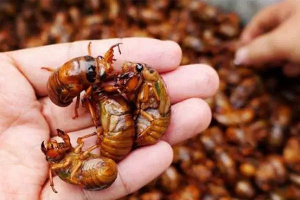 浅析金蝉养殖土质选择重要性