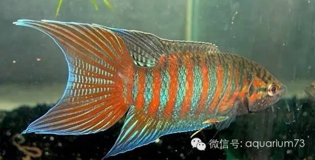 养虾虎注意什么_虾虎养殖技术_养虾虎的乐趣