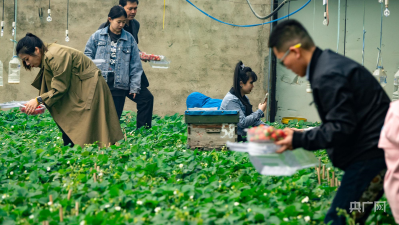 cctv7 致富经冬季草莓_致富经草莓育苗视频_致富经草莓种植