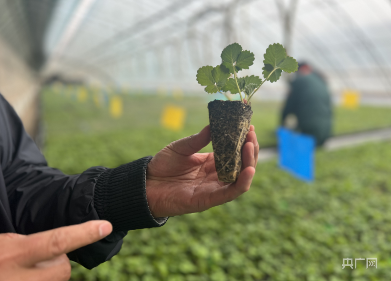 致富经草莓种植_致富经草莓育苗视频_cctv7 致富经冬季草莓