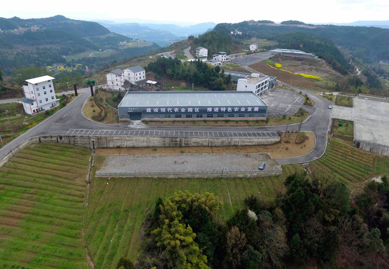 湖南株洲蔬菜种植基地哪里多_株洲种植致富_株洲哪里可以植树
