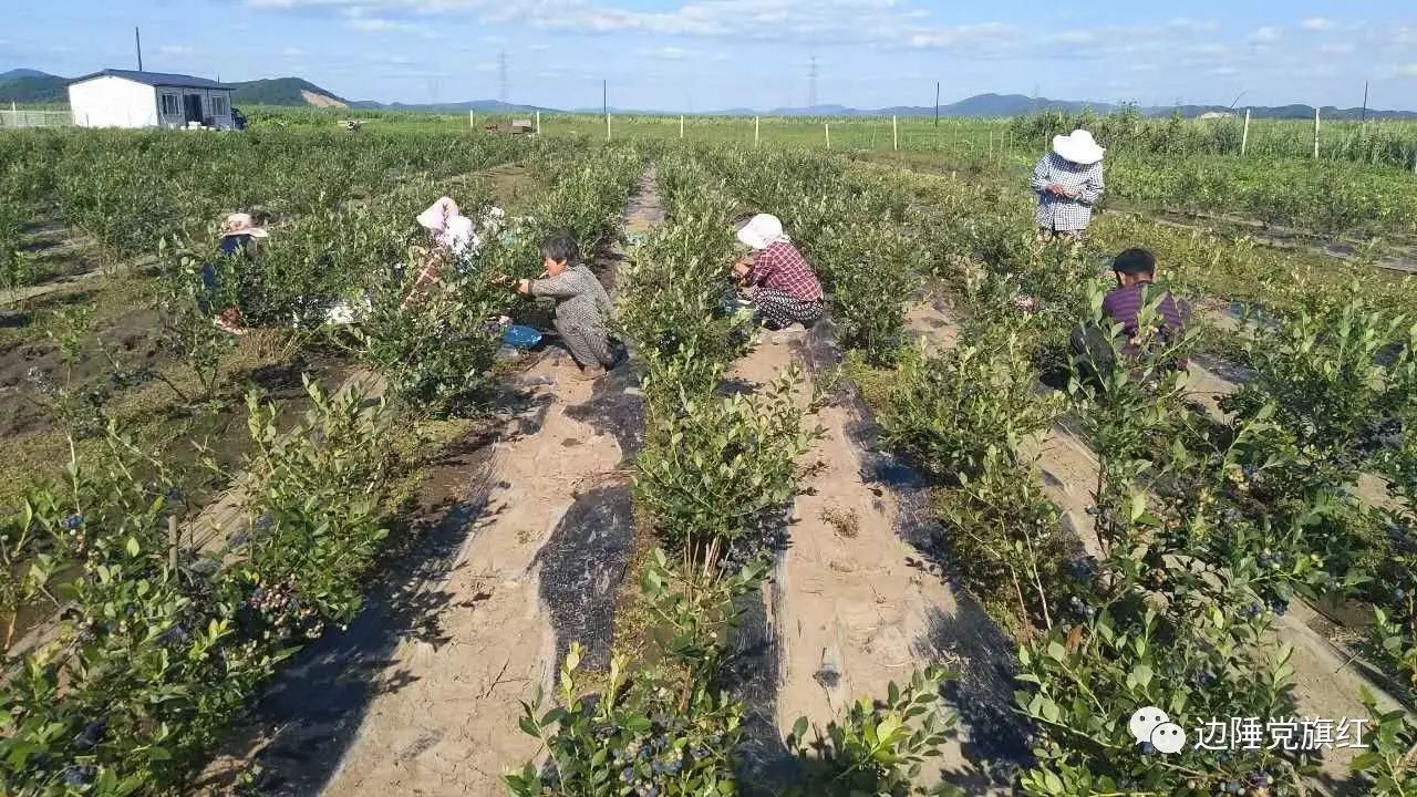 致富种植蓝莓怎么样_致富种植蓝莓图片_致富经蓝莓种植