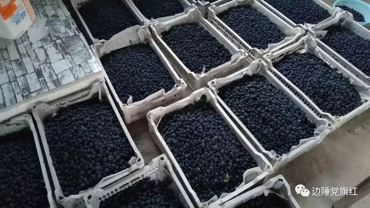 致富经蓝莓种植_致富种植蓝莓图片_致富种植蓝莓怎么样