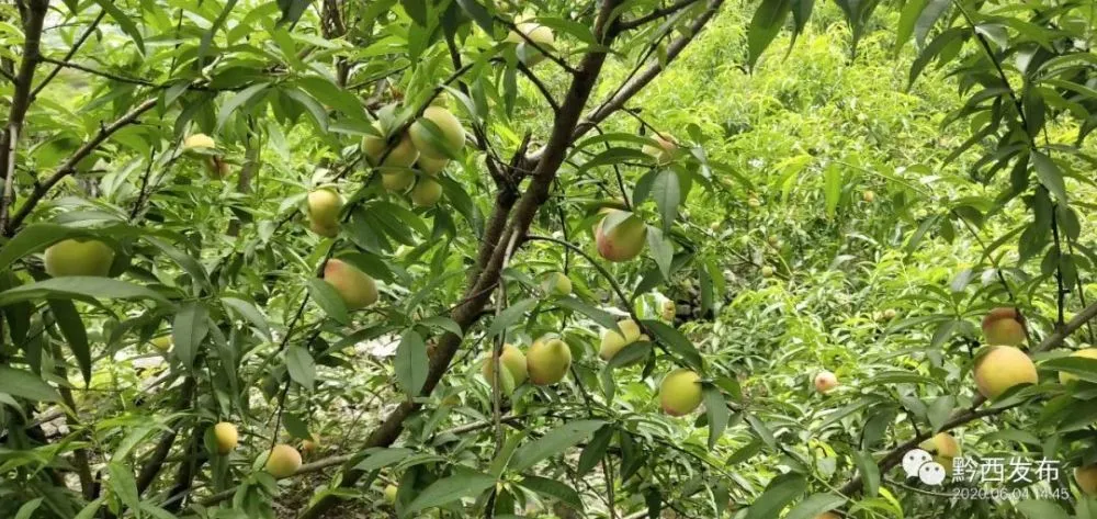 致富经杨梅种植视频_杨梅种植致富新闻_新闻致富种植杨梅视频