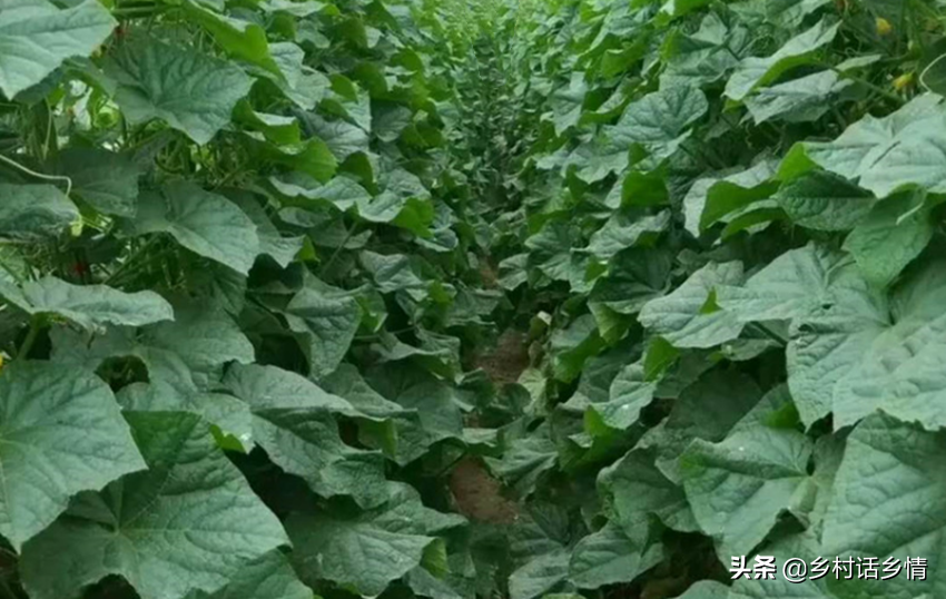 农村种植蔬菜致富方案_农民种植致富蔬菜_致富蔬菜种植农民图片