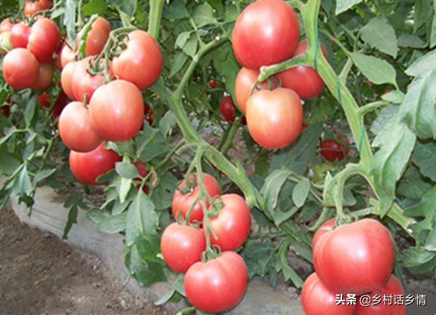 致富蔬菜种植农民图片_农民种植致富蔬菜_农村种植蔬菜致富方案