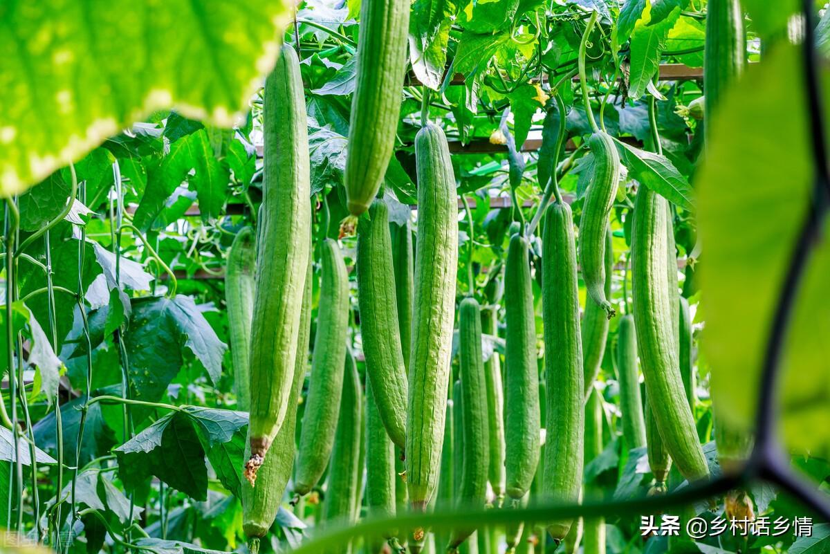 农村种植蔬菜致富方案_农民种植致富蔬菜_致富蔬菜种植农民图片