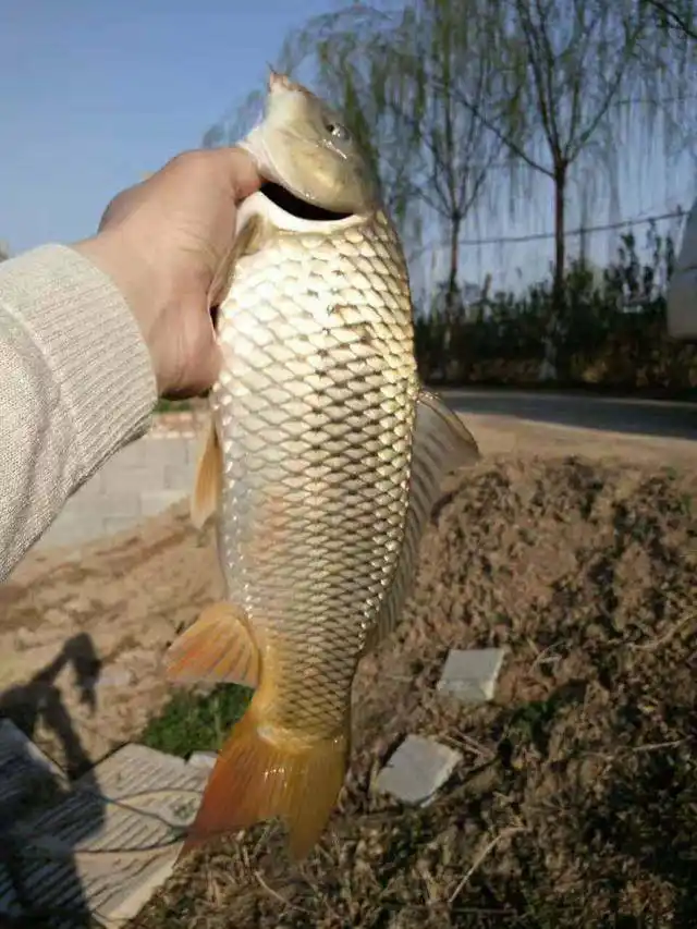 鲤鱼养殖论文技术参考文献_鲤鱼的饲养管理论文_鲤鱼的养殖技术论文