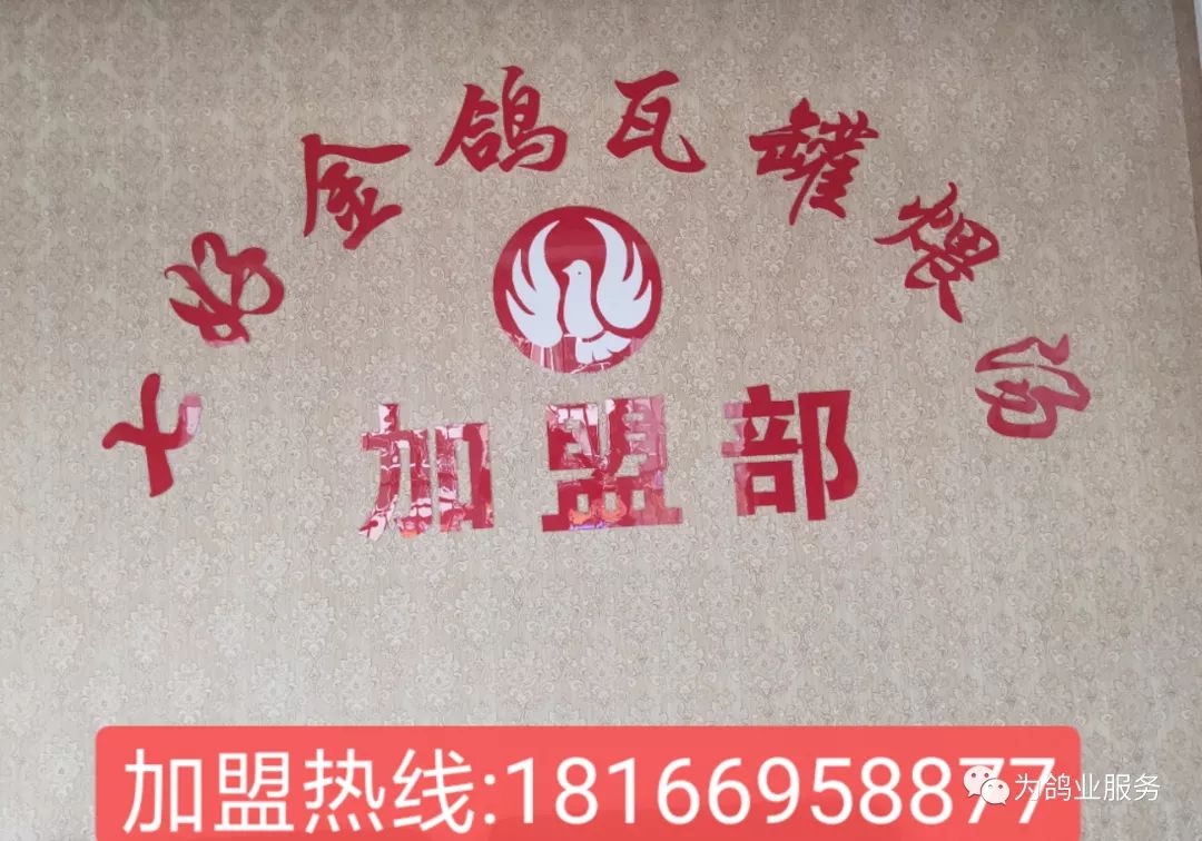 致富经观赏鸽养殖视频_致富经桶养鸽子_致富经养鸽