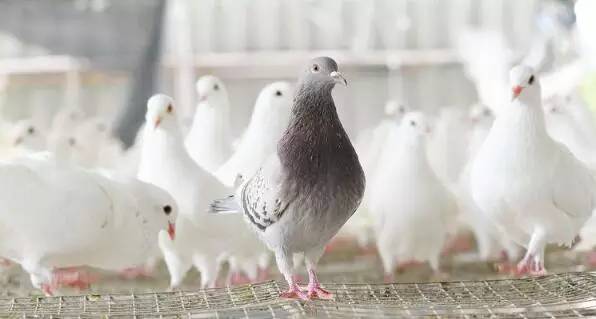 养鸽致富经