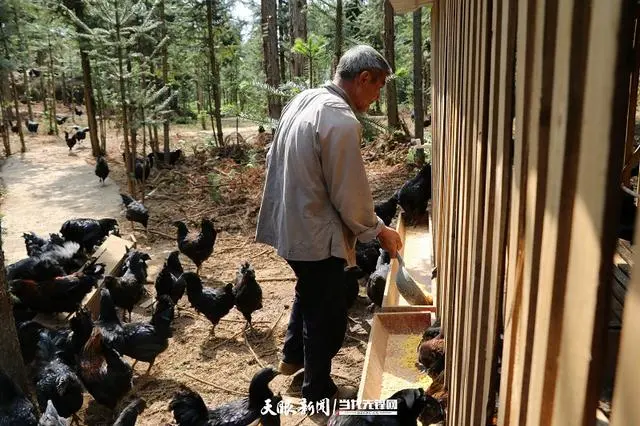 养殖黑鸡视频_养殖黑鸡市场前景技术_致富经黑鸡养殖