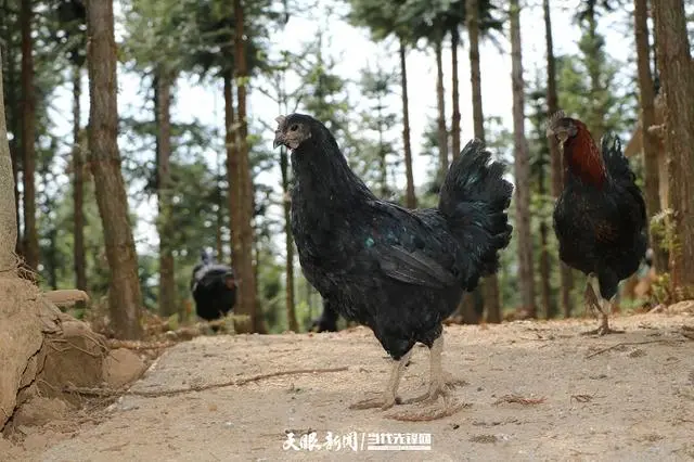 养殖黑鸡市场前景技术_养殖黑鸡视频_致富经黑鸡养殖