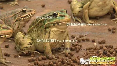 致富经泥鳅养殖密度_致富密度养殖泥鳅视频_泥鳅高密度养殖