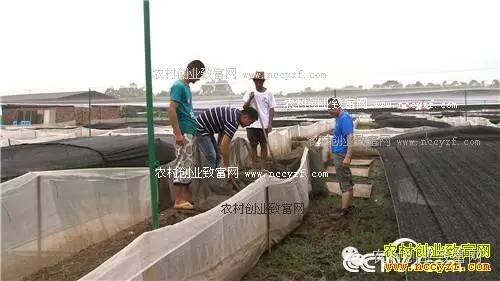 致富经泥鳅养殖密度_致富密度养殖泥鳅视频_泥鳅高密度养殖