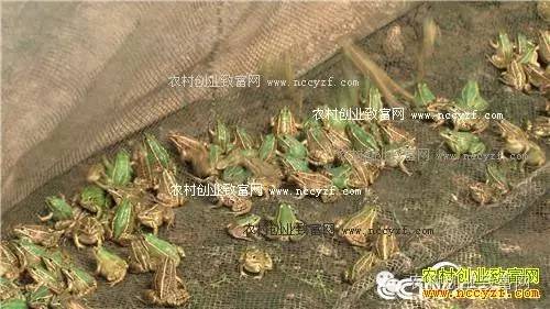 致富密度养殖泥鳅视频_泥鳅高密度养殖_致富经泥鳅养殖密度