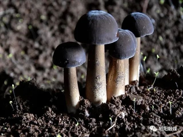 广西食用菌产业_广西种植食用菌致富吗_广西食用菌生产基地