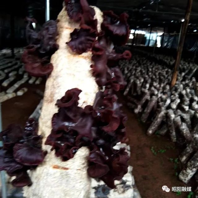 广西种植食用菌致富吗_广西食用菌产业_广西食用菌生产基地