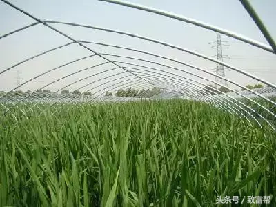 农民种植致富蔬菜_致富蔬菜种植农民图片_致富经种蔬菜种出千万财富