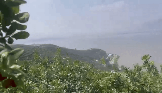 杨梅种植新技术_新闻致富种植杨梅视频_杨梅种植致富新闻