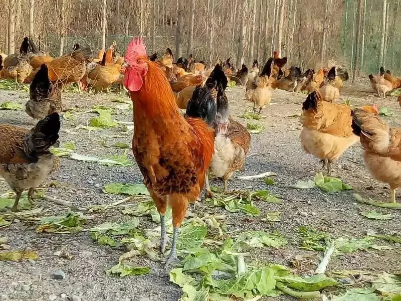 致富经硒鸡蛋生产技术_富硒鸡蛋的生产技术_致富鸡蛋生产技术硒含量多少