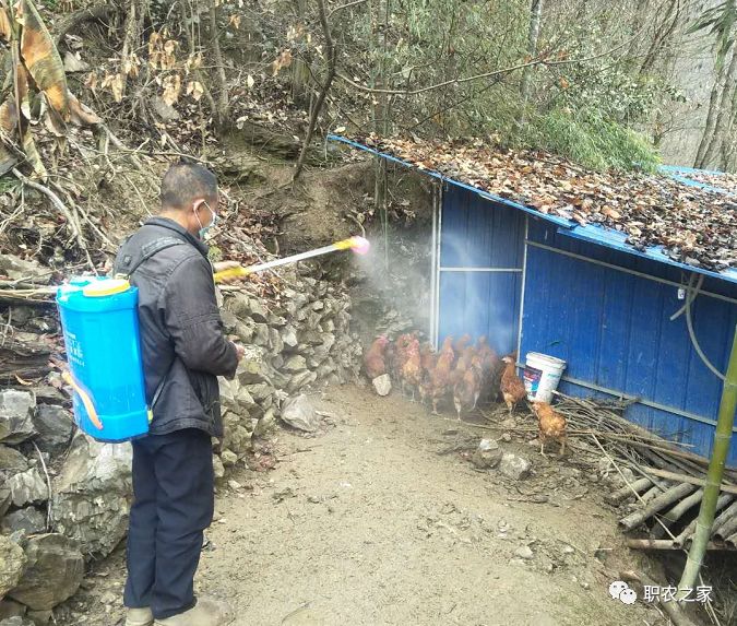 林下土鸡养殖技术_林地散养土鸡_林下土鸡养殖技术视频
