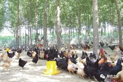 林下土鸡养殖技术视频_林下土鸡养殖技术_林地散养土鸡