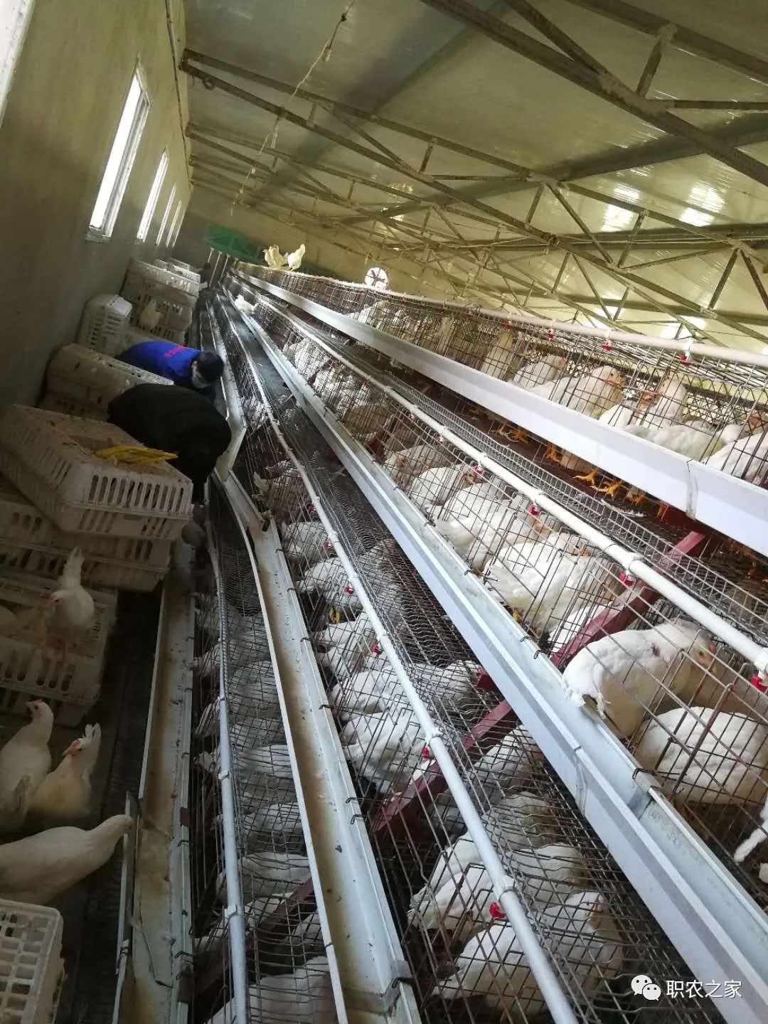 林地散养土鸡_林下土鸡养殖技术视频_林下土鸡养殖技术