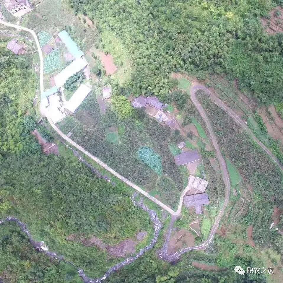 林下土鸡养殖技术_林下土鸡养殖技术视频_林地散养土鸡