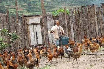 “乌鸡”变“金凤凰”——南涧无量山乌骨鸡，脱贫致富的好帮手